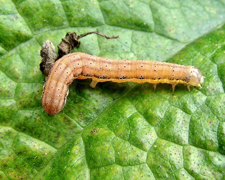 bright-line brown-eye